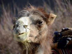 26 Camel Close Up At River Junction Camp In The Shaksgam Valley On Trek To K2 North Face In China